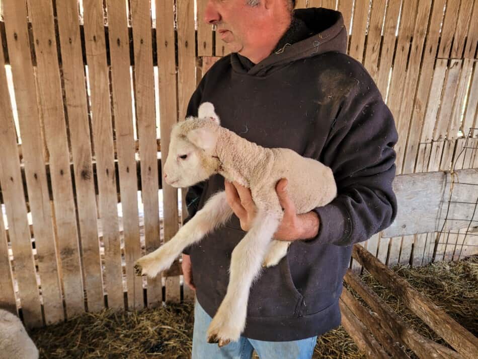 man in hoodie holding young lamb in barn