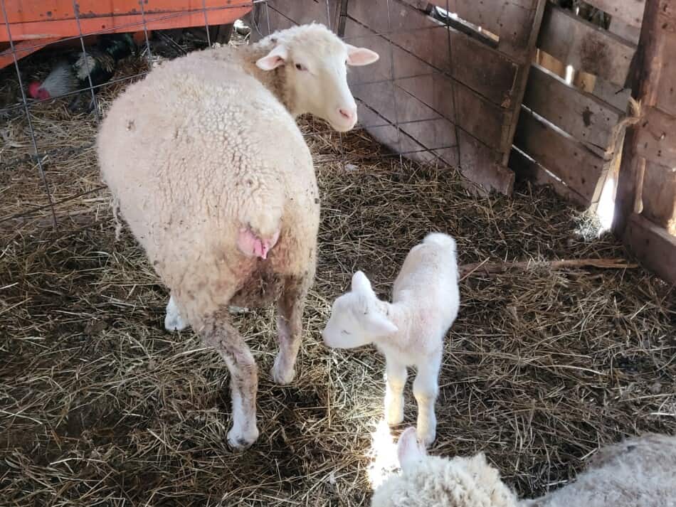 new lamb and his mom in barn