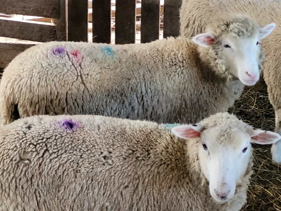 dotted spray marks on lambs to show deworming