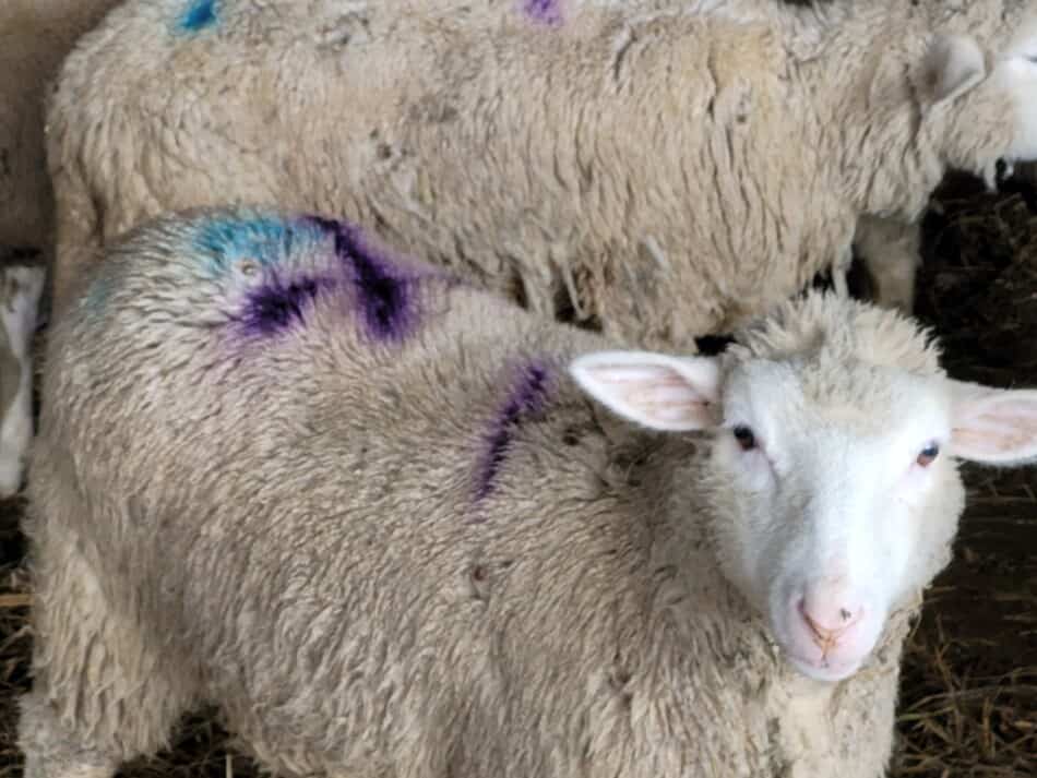 ewe lamb with blue and purple paint marks on her wool