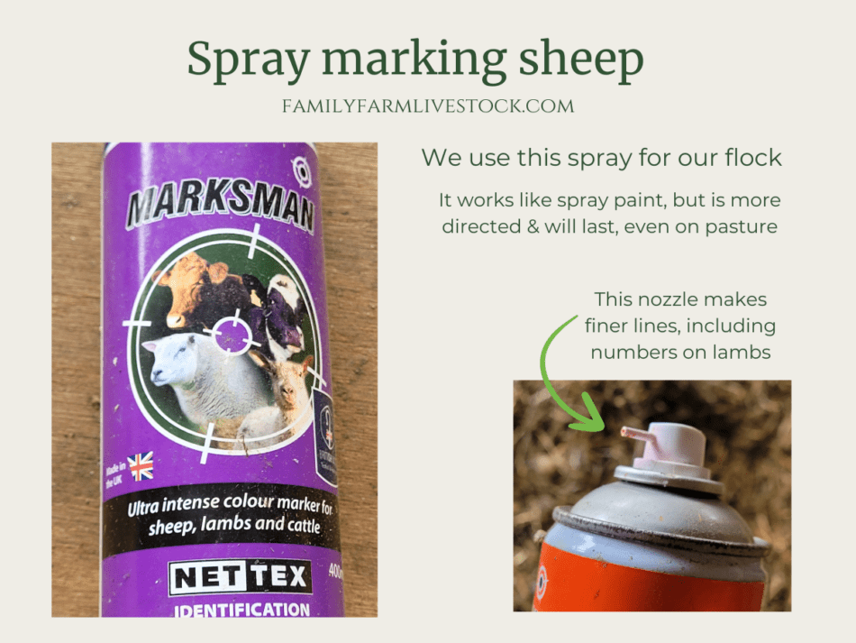 livestock spray marker in purple and inset of red showing close up of directed spray nozzle