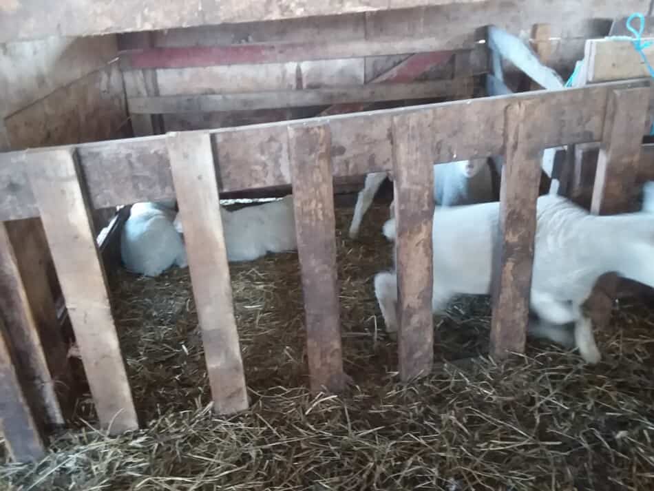 lamb going out of a homemade creep gate