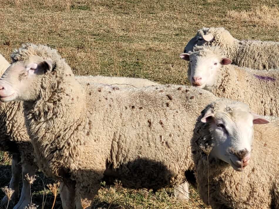 group of rams on pasture