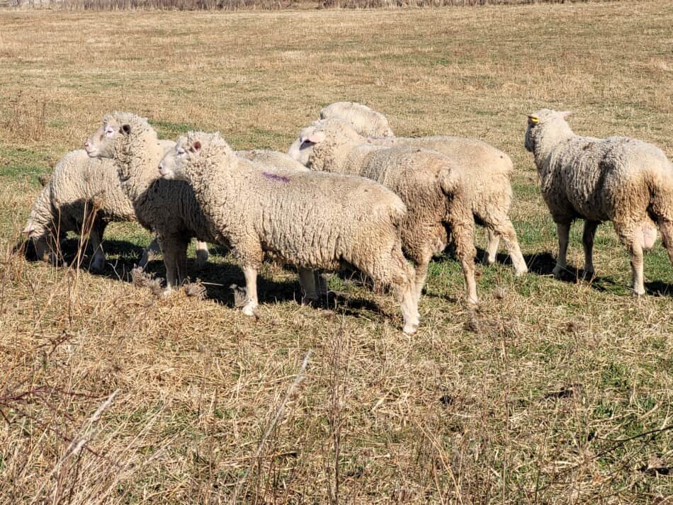 7 white faced breeding rams standing in a pasture