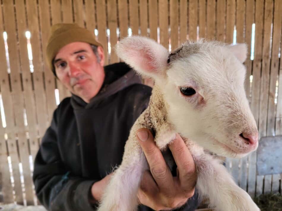 author's husband, holding young out of season lamb in barn