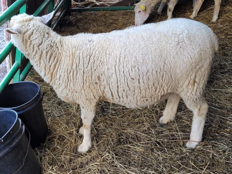 ewe standing broadside to the camera