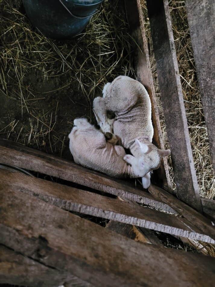 twin lambs in lambing jug but no heat lamp