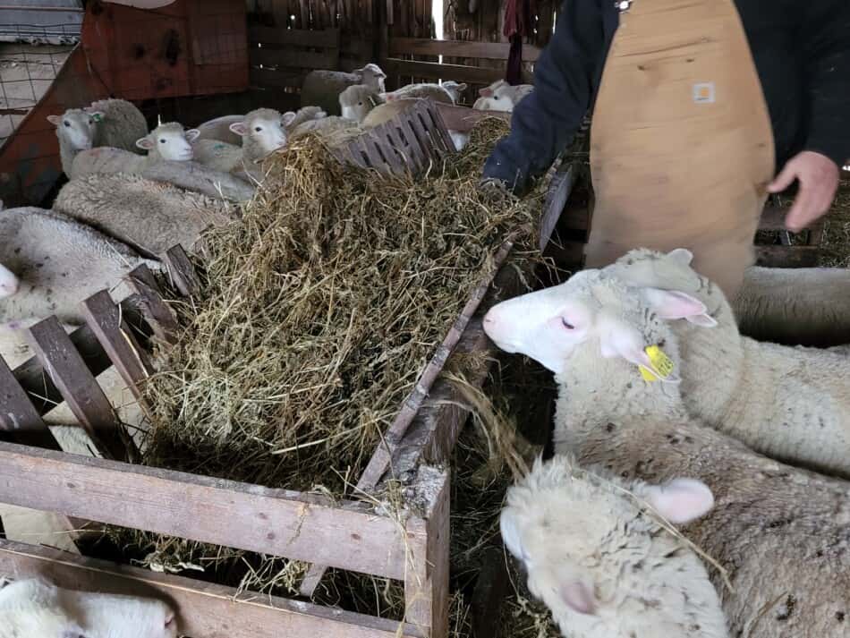 putting haylage in a wooden feeder surrounded by sheep