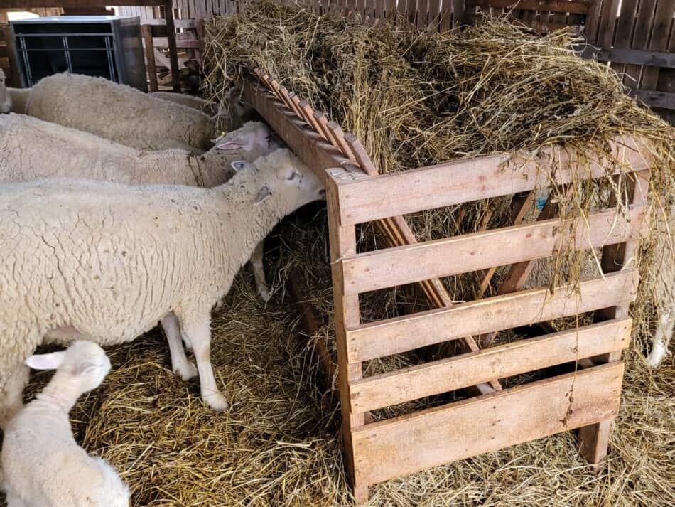 ewes eating hay at a feeder inside a barn