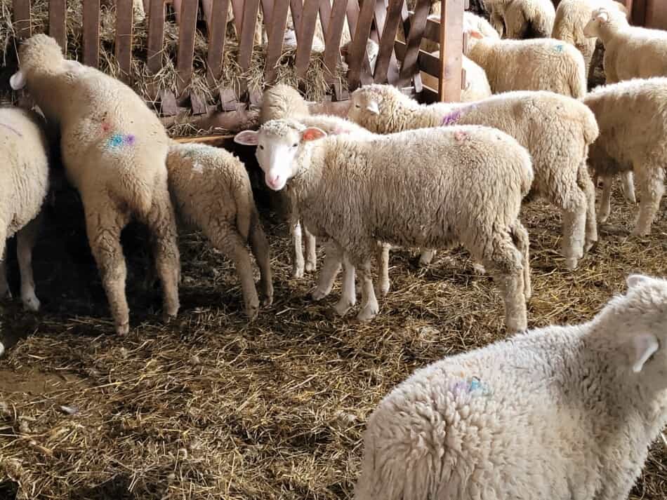 white faced ewe lambs eating hay at feeder