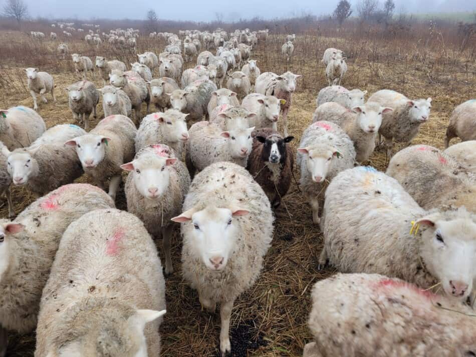 one black ewe in flock of white faced ewes