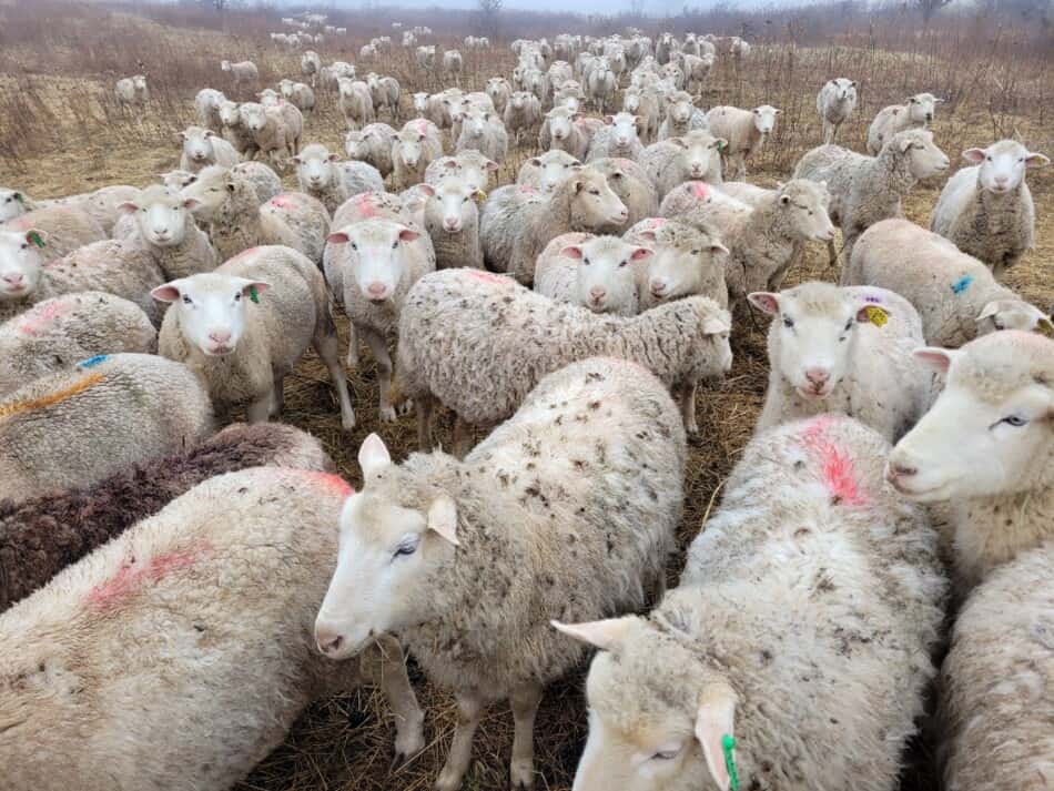 flock of white faced sheep waiting for hay