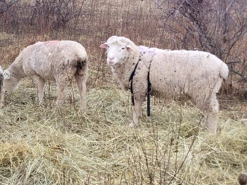 white faced ram with breeding harness on