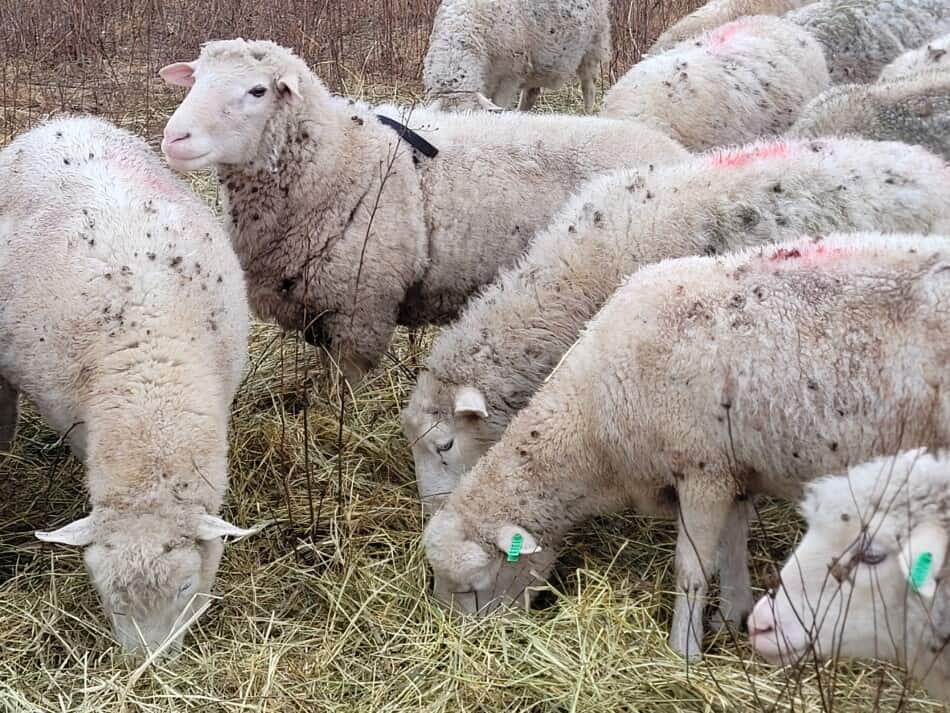 ram and ewes eating hay in field