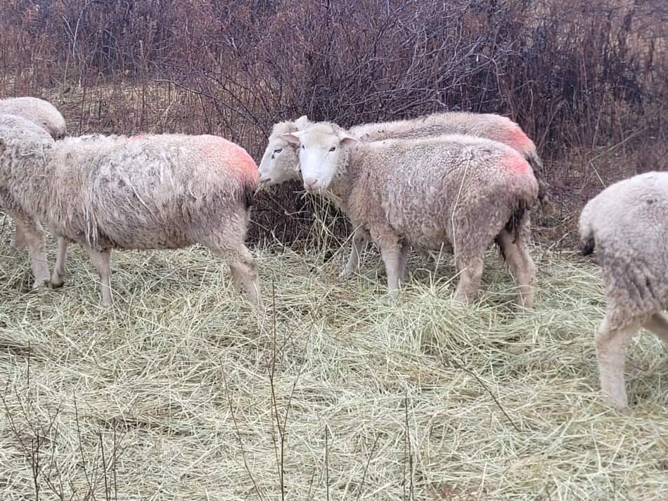 sheep eating hay off of ground