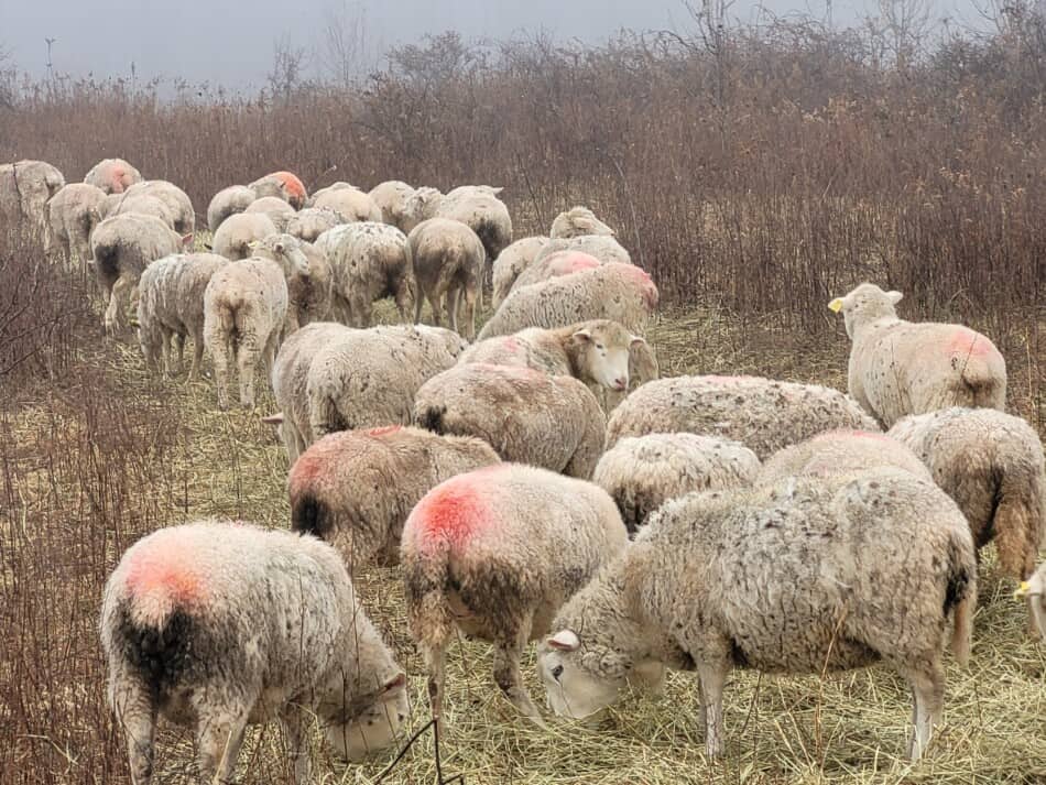 white faced ewes eating hay off of the ground in the wet weather