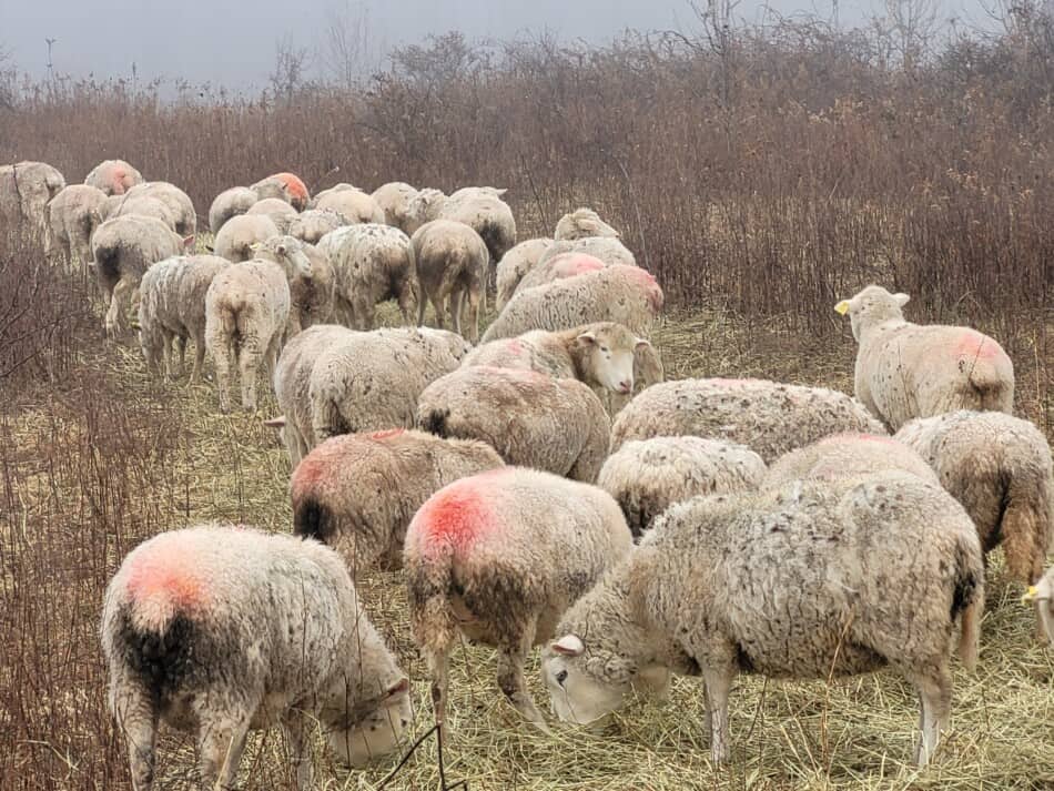 white faced ewes grazing hay in winter