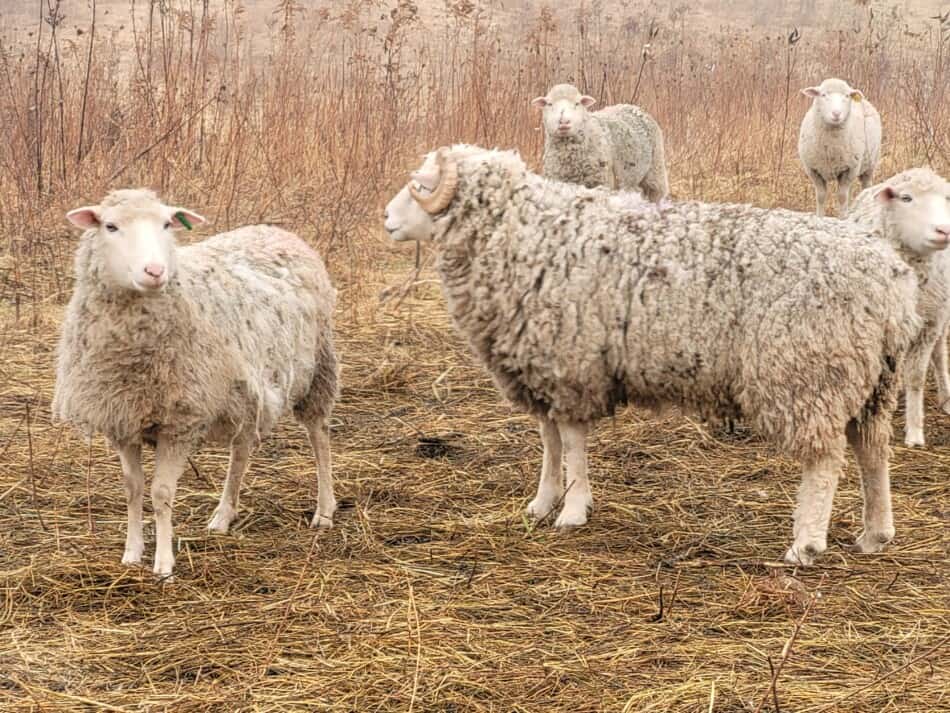 white faced ram with horns in pasture with white faced ewes