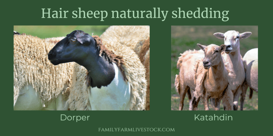 graphic showing two types of hair sheep naturally shedding