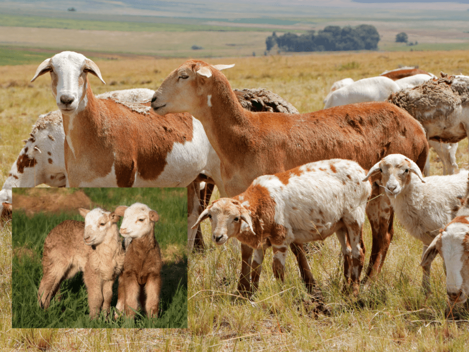 hair sheep ewes and lambs with inset of lambs, all brown and white