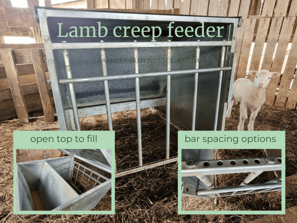 creep feeder for lambs, metal, with lamb peeking around from the side, insets of "top open to fill" and "bar spacing options"