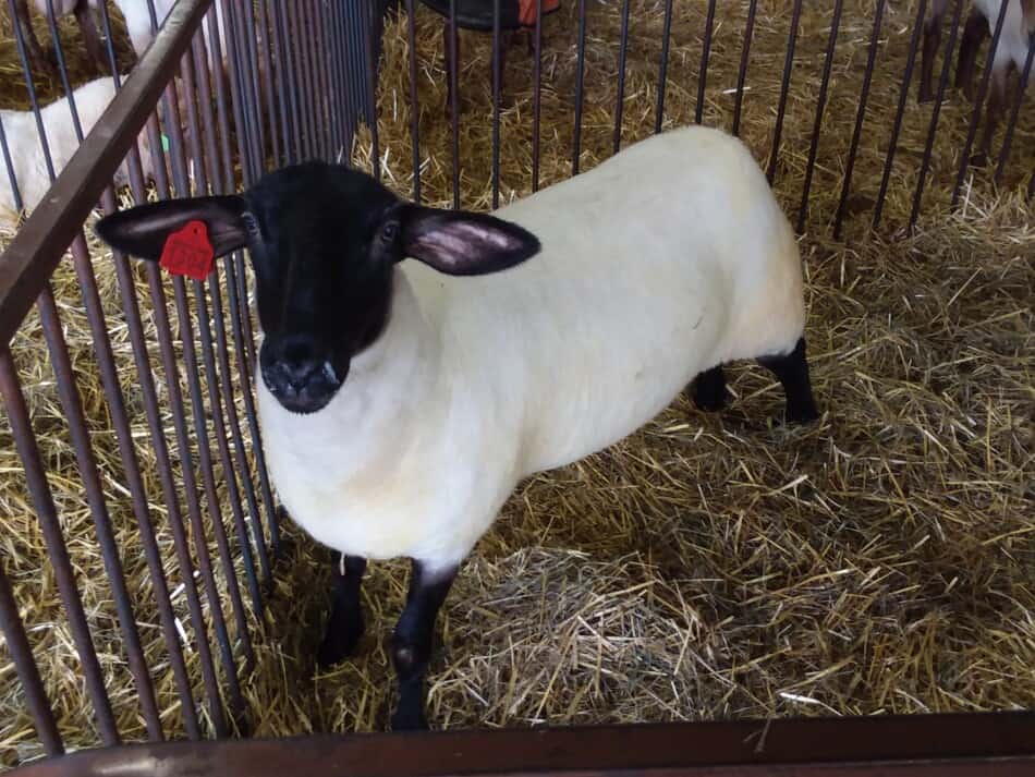 black faced show sheep looking up at camera