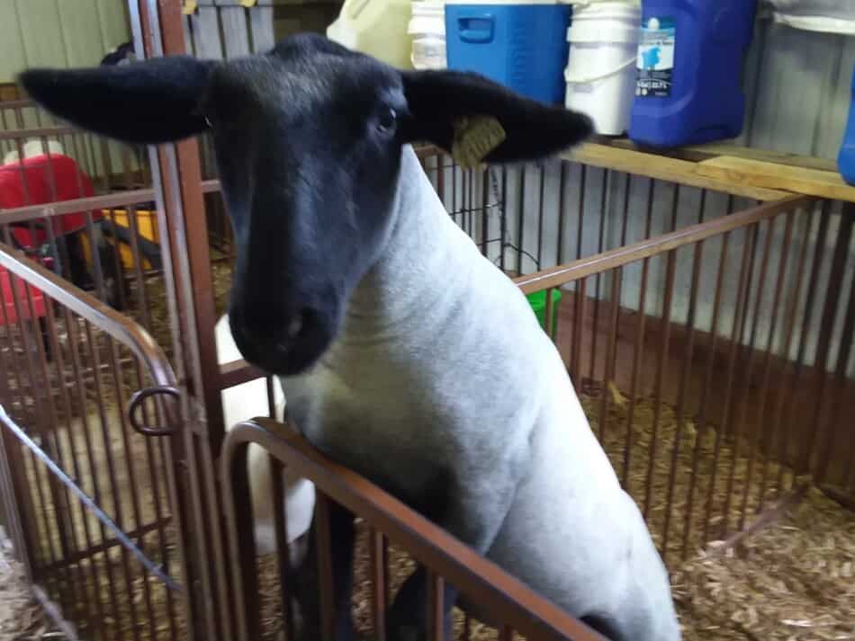 black headed market lamb up on edge of pen to see author taking picture