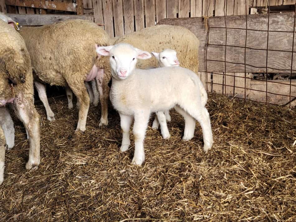 two lambs standing behind ewes in barn