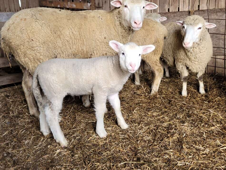 fall lamb standing in front of ewes in barn