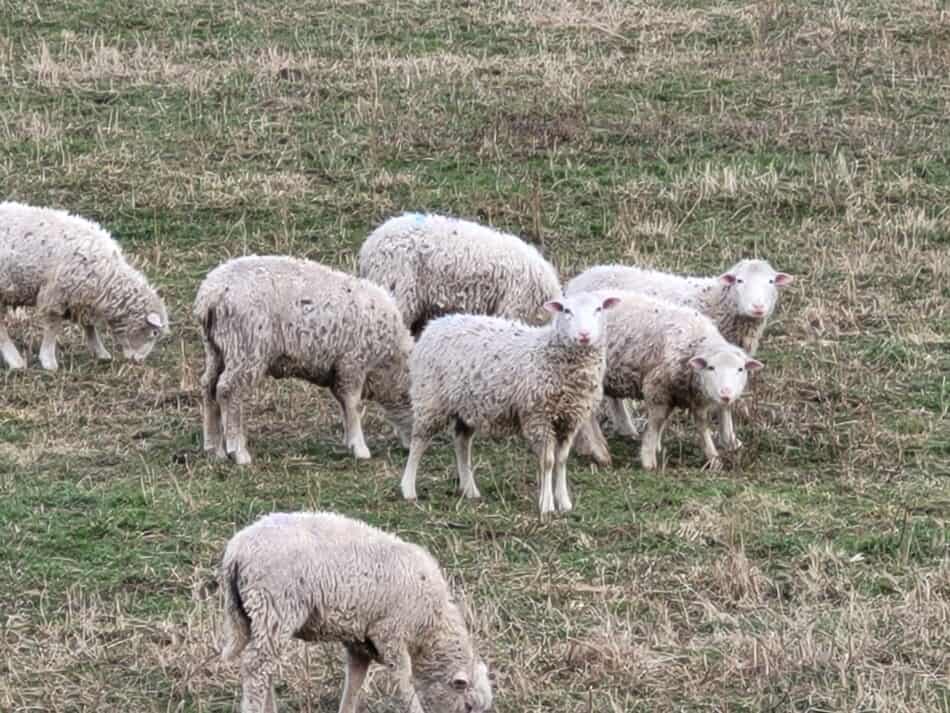 white faced ewe lambs on winter pasture