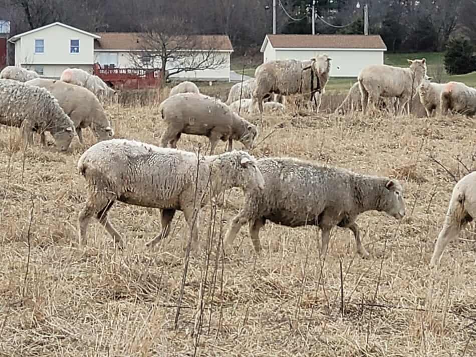 white faced sheep walking in winter pasture