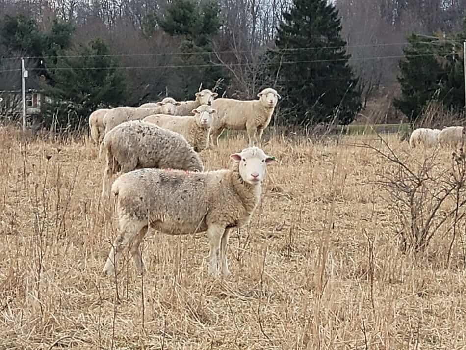 white faced ewe in dried grass pasture