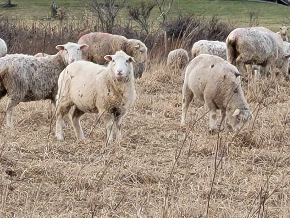 ewes eating brown grass