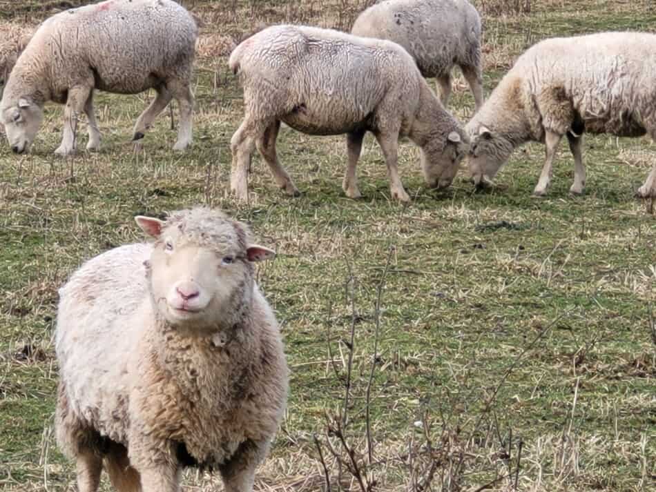 white faced ewe looking at the camera