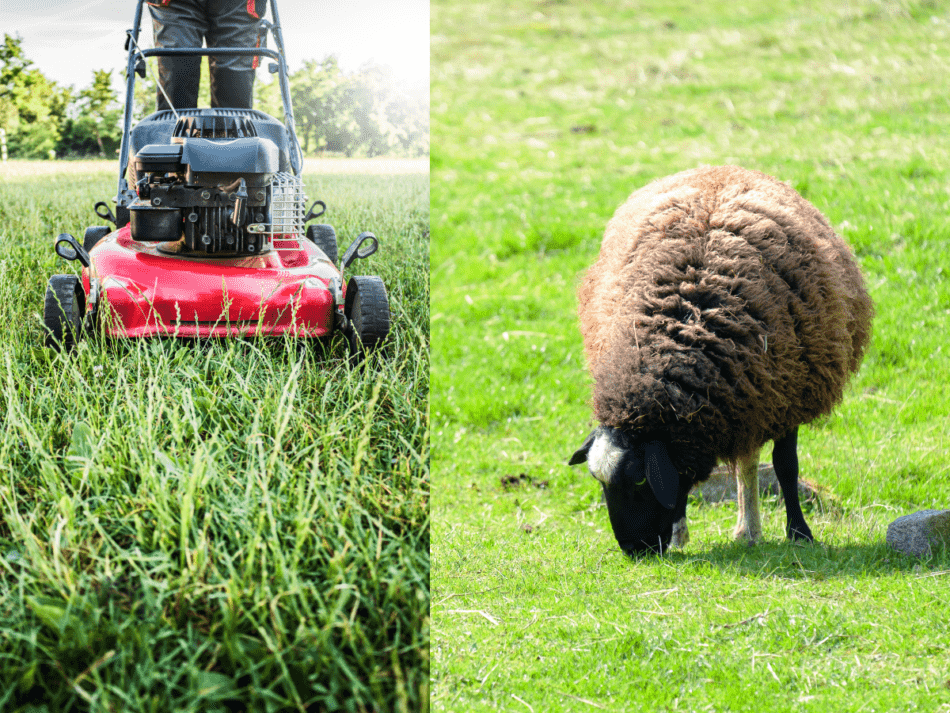 sheep eating grass vs pushing lawn mower