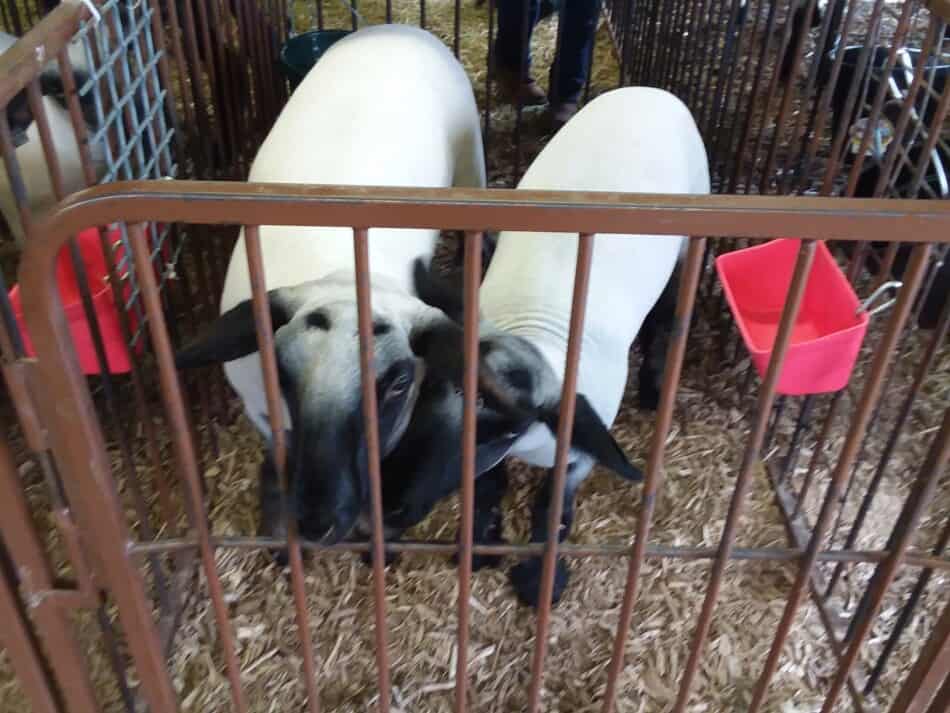 Suffolk cross market lambs