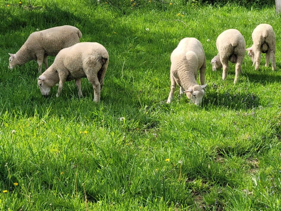 March lambs on grass in late spring/early summer