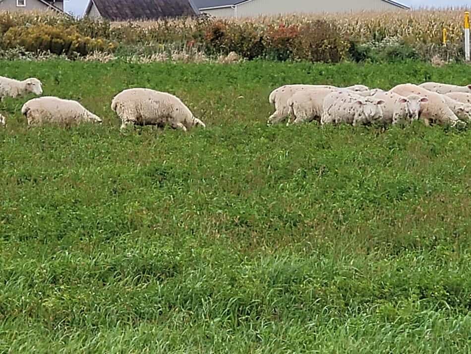 sheep grazing in fall