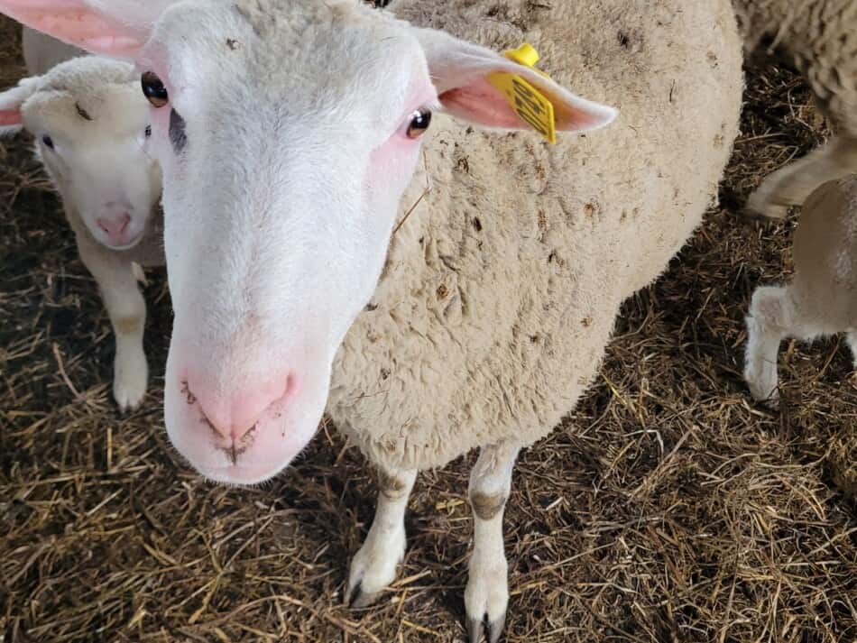 white faced ewe looking directly at camera, close up