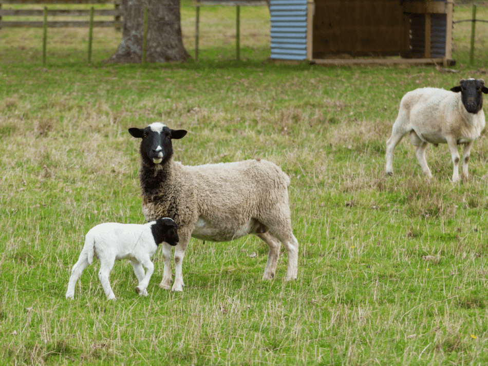 black headed Dorper ewe with single lamb in foreground, Dorper ram in background