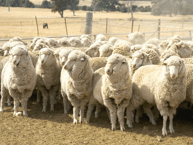 7 Things Merino Sheep Are Known For