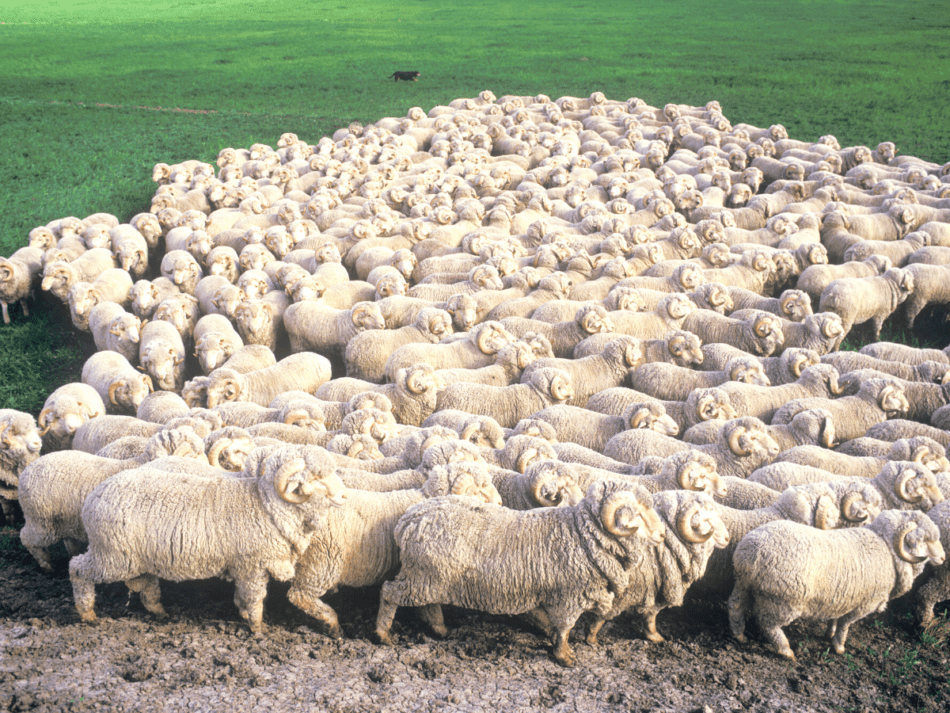 Merino rams sourced from canva and filtered