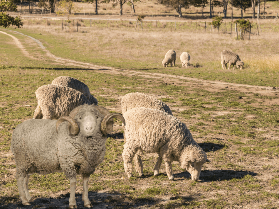 Merino ewes and ram pictures sourced from canva and edited