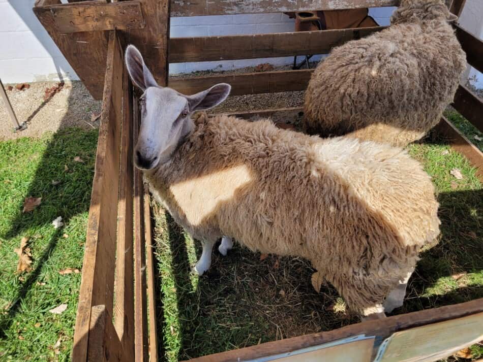 BFL (blue faced leicester) in front and long wool sheep in back