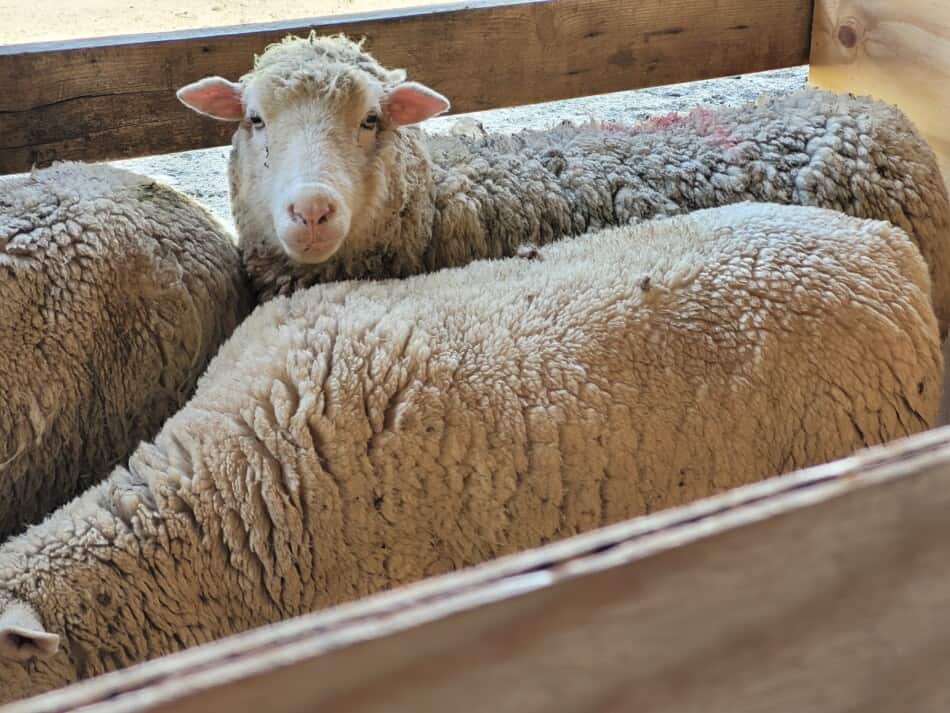 white faced sheep in pen waiting to be shorn