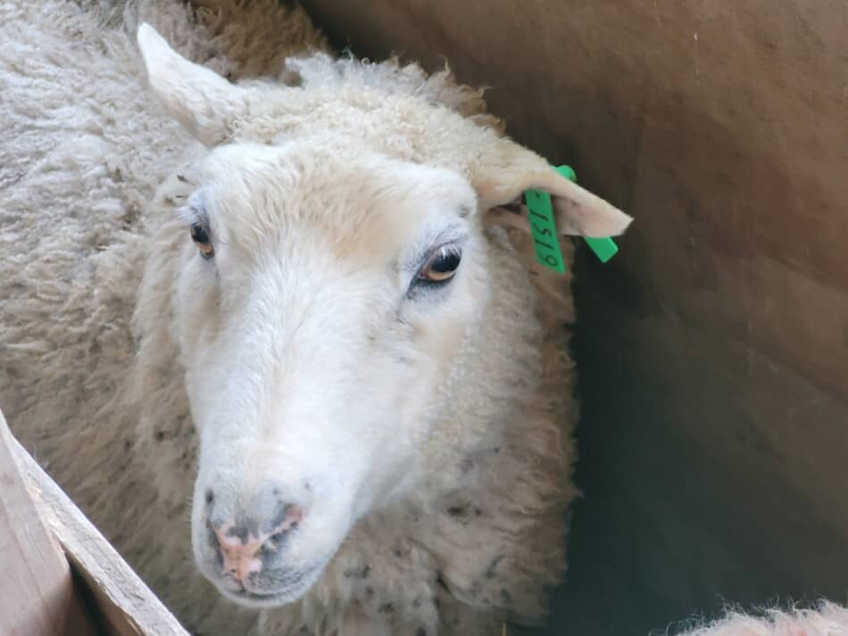 white faced sheep with green ear tag looking at camera