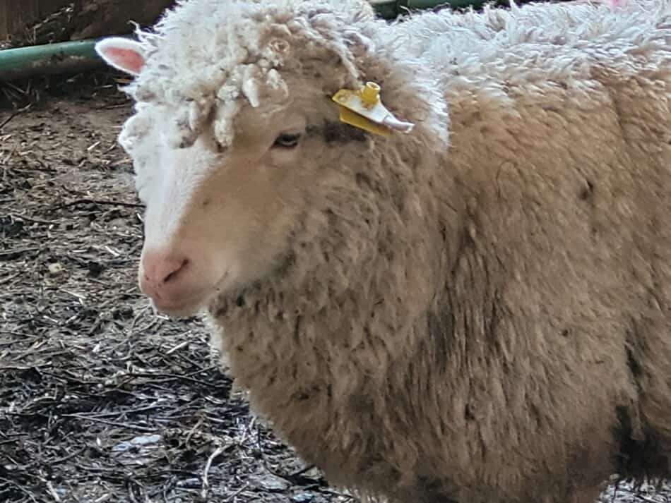 whited faced ewe with yellow ear tag